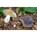 Мицелий Сыроежки лайковой / Сыроежка зелёно-красная (Russula alutacea) Мицелий Сыроежки лайковой / Сыроежка зелёно-красная (Russula alutacea)